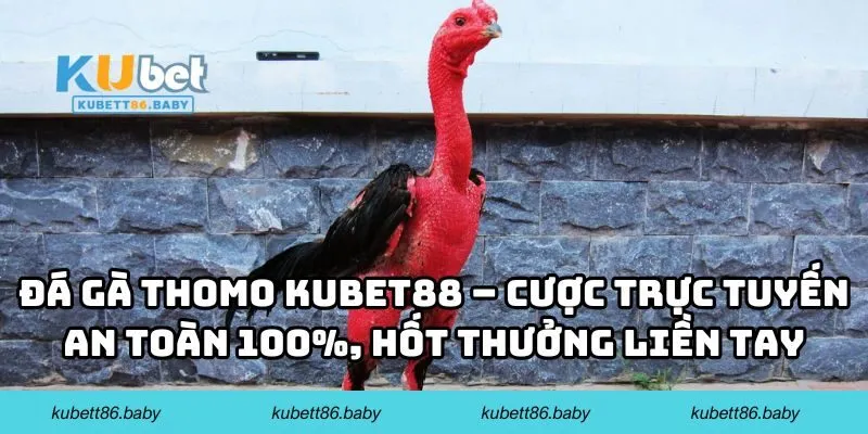 Đá Gà Thomo